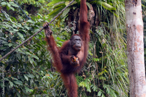 Orangutan, Semenggoh, Malaysia © nyiragongo