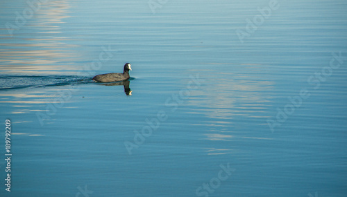 Duck swimming in San Pablo lake in the middle of the valley © Fotos 593