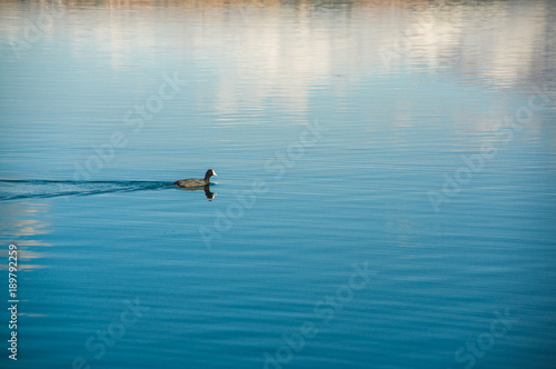 Outdoor view of duck swimming in San Pablo lake in the middle of the valley