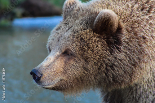 Wallpaper Mural bear close up Torontodigital.ca
