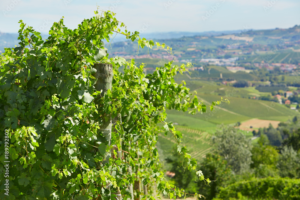 Green vine twigs and hills background in a sunny day in Italy