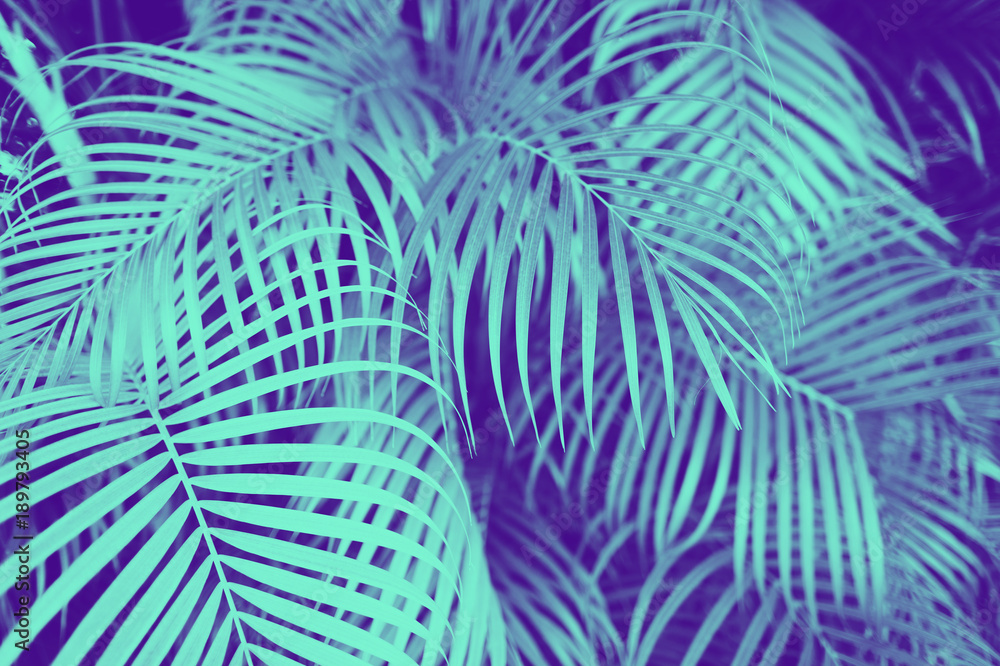 Fototapeta liście palmowe z drzewa palmowego o barwie ultra fioletowej i niebieskiej
