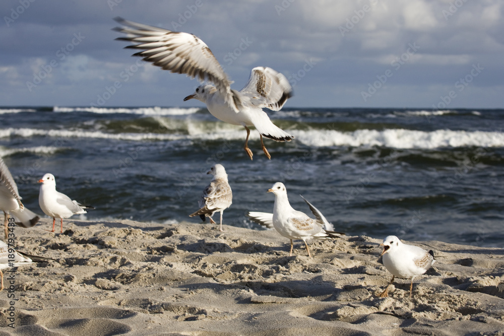 Fototapeta bawiące się mewy na wiosennej plaży nad Morzem Bałtyckim