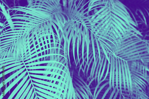 Tablou pe pânză ultra violet and blue duotone palm tree leaves
