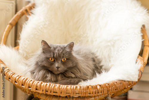 chat dans un fauteuil photo