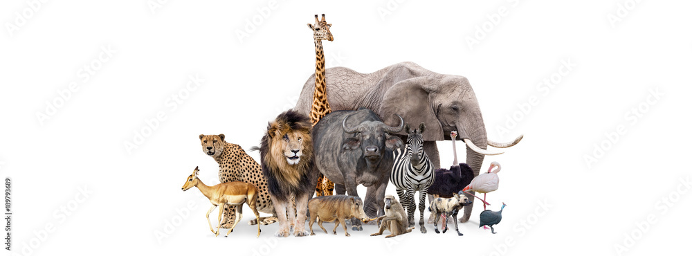 Safari Animals Together Isolated Banner - obrazy, fototapety, plakaty 
