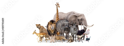 Fototapeta Naklejka Na Ścianę i Meble -  Safari Animals Together Isolated Banner