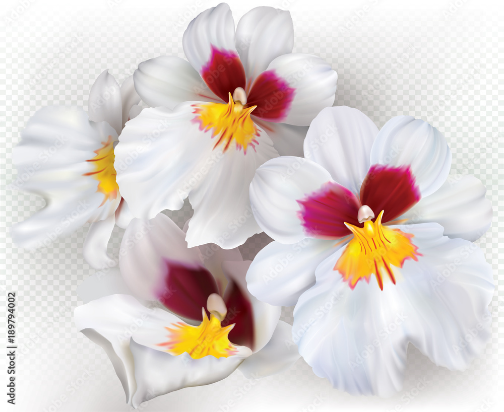 Miltoniopsis Herralexander orchids Miltoniopsis Herralexander orchids