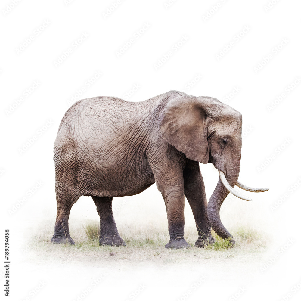 Fototapeta premium African Elephant Grazing - Isolated on White
