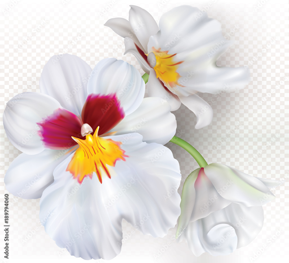 Miltoniopsis orchids Miltoniopsis orchids