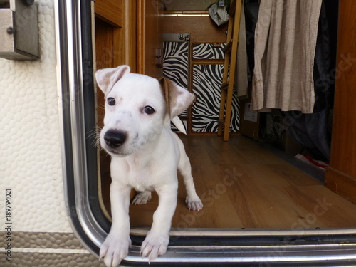 Perro Cachorro de Jack Russell en autocaravana en Pamplona,España