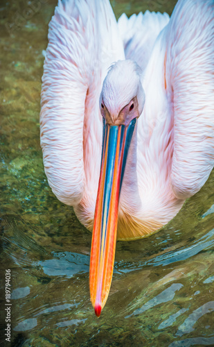 Colored Swan in giza zoo (ID: 189794036)