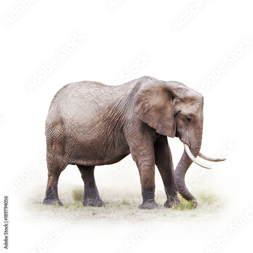 African Elephant Grazing - Isolated on White
