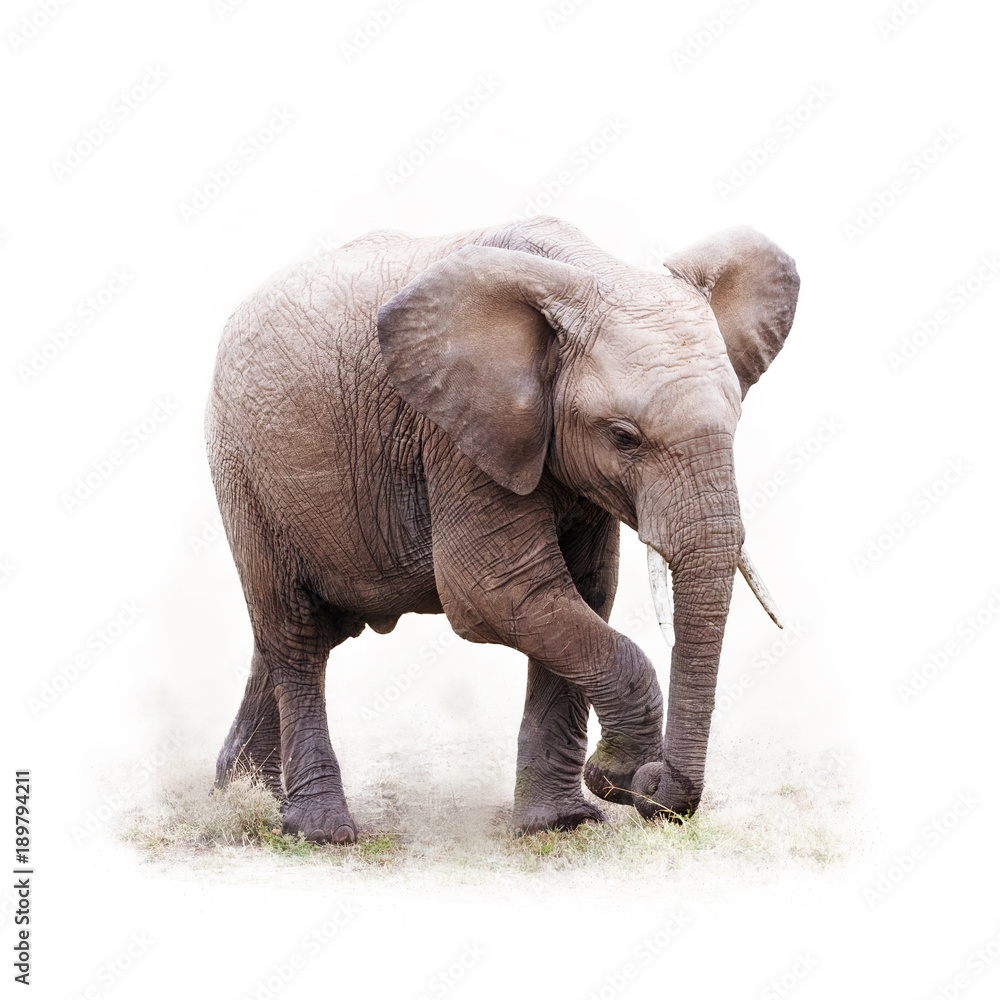 Fototapeta premium Baby African Elephant Isolated on White