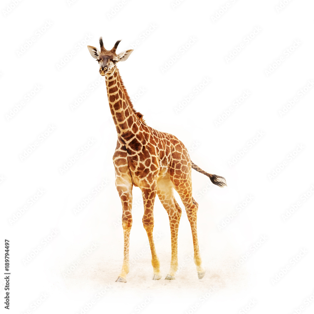Naklejka premium Baby Giraffe Isolated on White