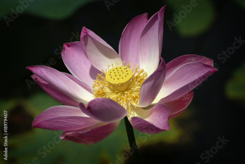 Pink Lotus Flower. The Lotus  Nelumbo nucifera  symbolizes purity  beauty  majesty  grace  fertility  wealth  richness  knowledge and serenity. Seen in Ubud  Bali  Indonesia.