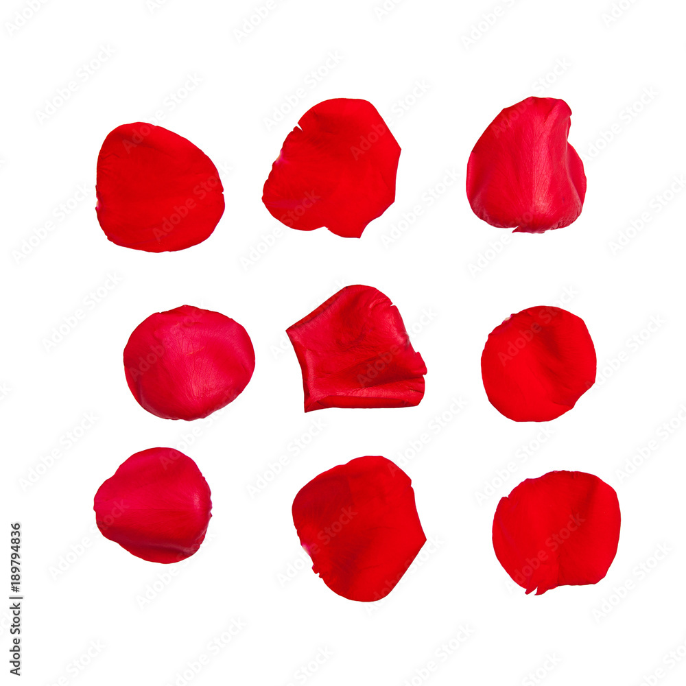 Naklejka premium Rose Petals Isolated With Clipping Path