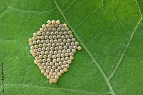 Gelege der Kohleule (Mamestra brassicae)  photo