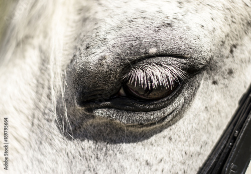 Close up of a horse head during daily training