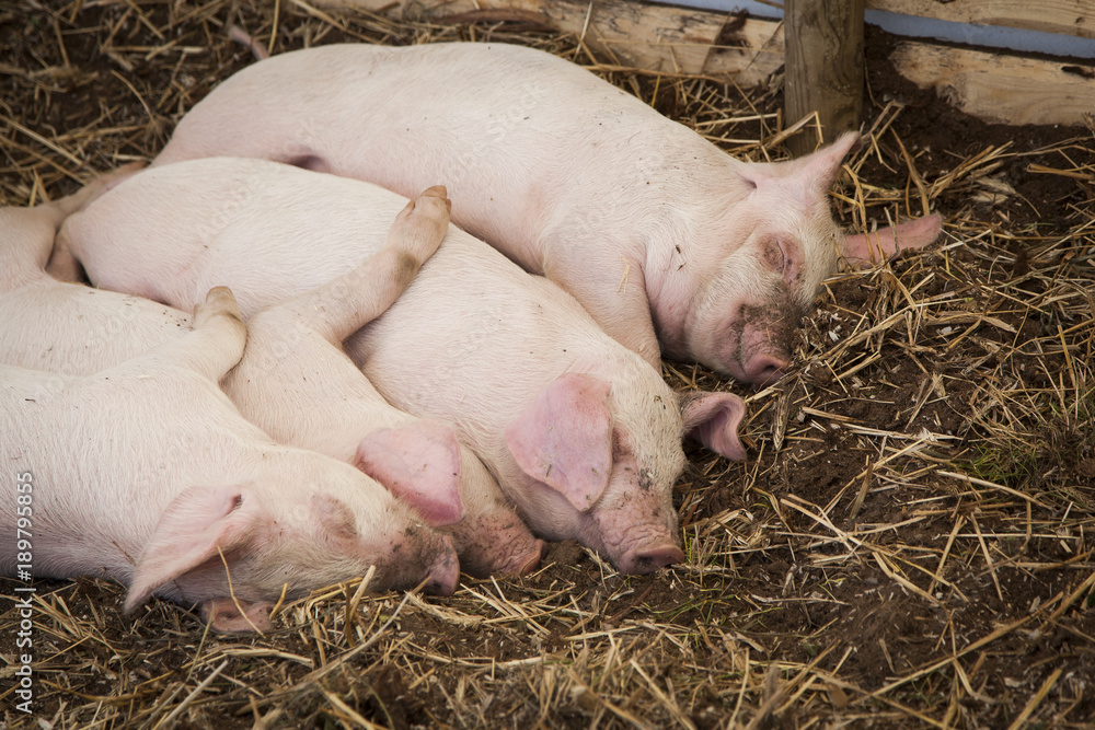 pigs pigs