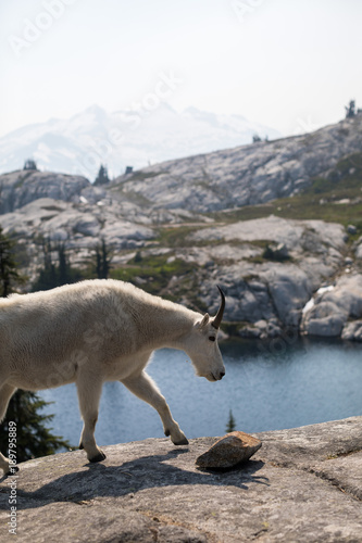 mountain goat walks next to lake