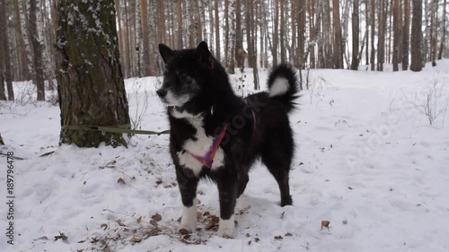 black dog in the winter forest