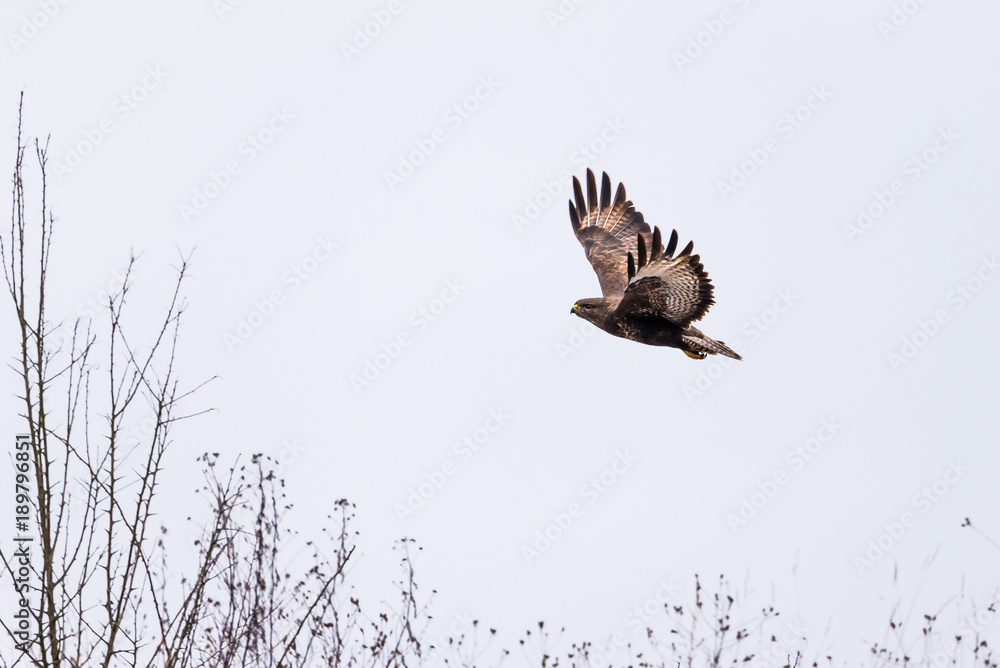 Fototapeta premium Buzzard in flight