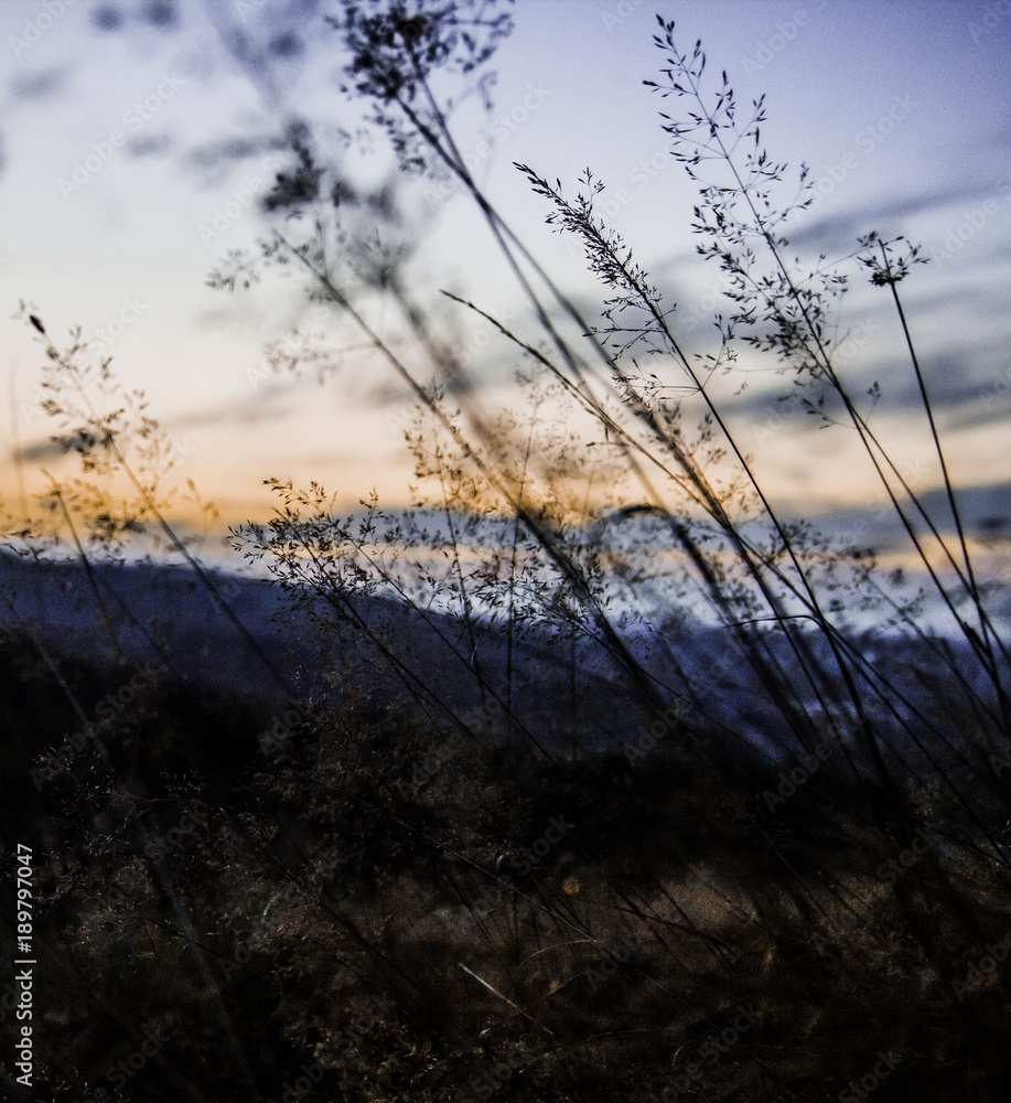 Fototapeta premium Sunset field of dreams