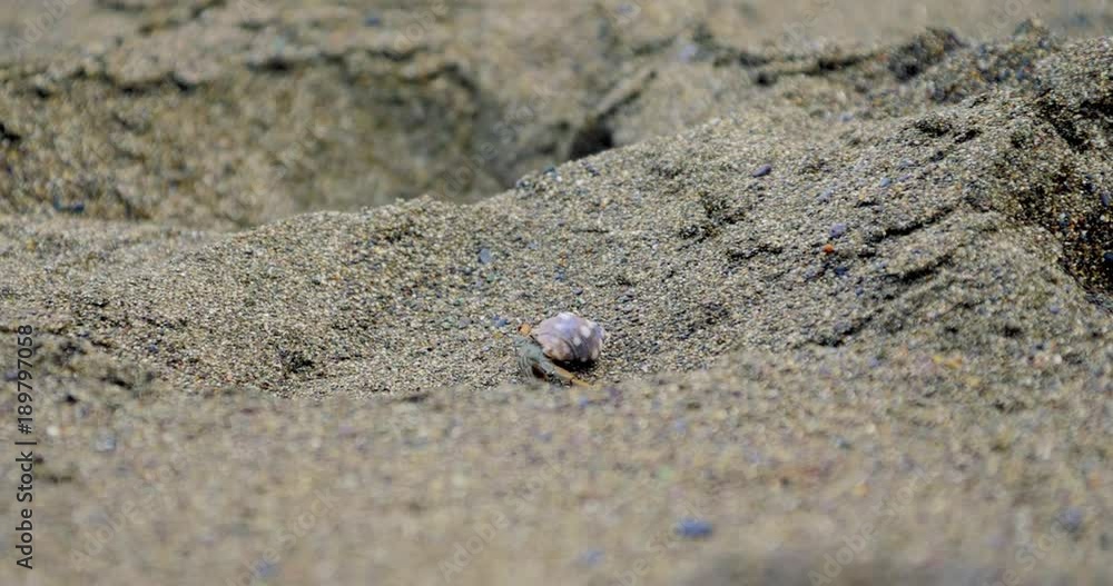 Tiny Crabs, Crawling Through Sand, Costa Rica Tiny Crabs, Crawling Through Sand, Costa Rica