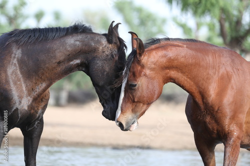 Cuadro en lienzo marwari mares