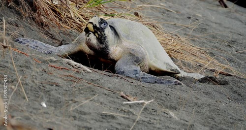 Leatherback Sea Turtle, Laying And Covering Her Eggs, Costa Rica photo