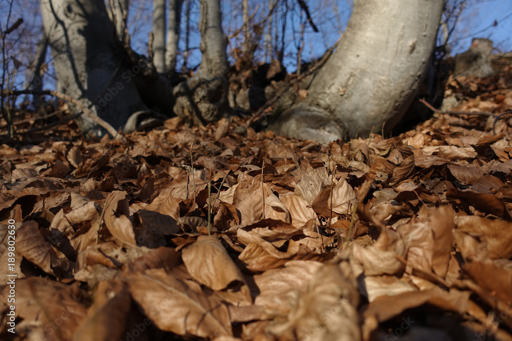 Obraz premium Autumn leafs in forest