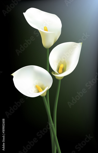 Three calla lilies isolated on a dark background.