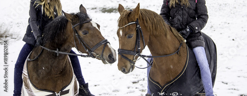 Snowy adventure with horses