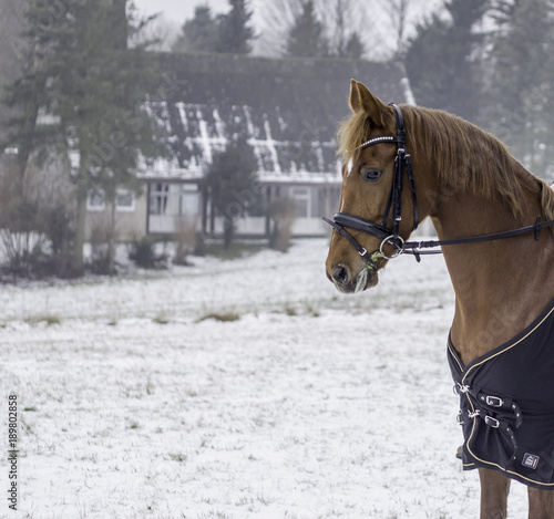 Excursion with a horse during snowy winter