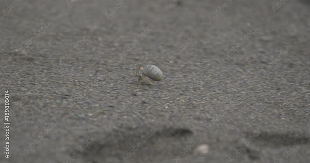 Tiny Crabs, Crawling Through Sand, Costa Rica Tiny Crabs, Crawling Through Sand, Costa Rica