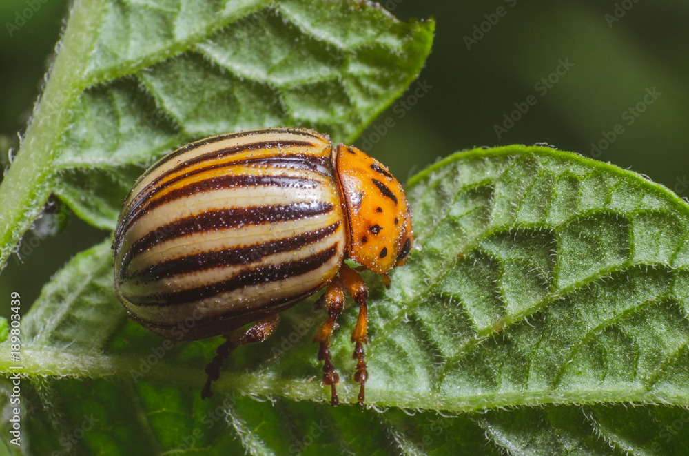 Colorado beetle crawls over potato leaves Colorado beetle crawls over potato leaves