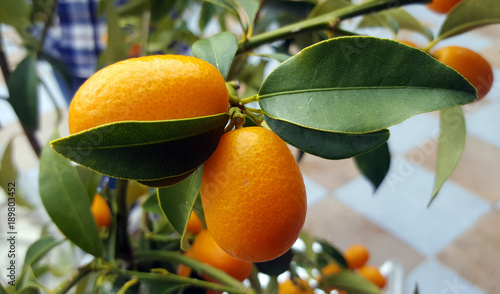 Wallpaper Mural Kumquat fruits on the tree Torontodigital.ca