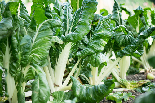 White-stemmed chard is growing in the garden