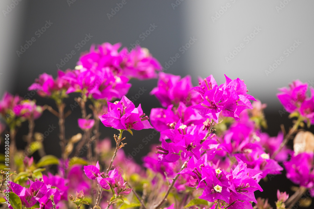 Obraz premium flor