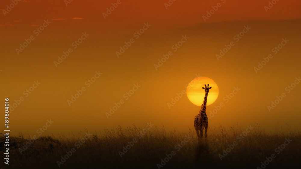 Naklejka premium Masai Giraffe w Golden Sunset
