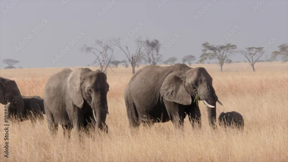 A herd of elephants munch on grass in the dry plains of the Serengeti. A herd of elephants munch on grass in the dry plains of the Serengeti.