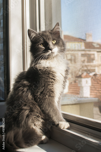 Young gray female cat by open home window inside in sunny day