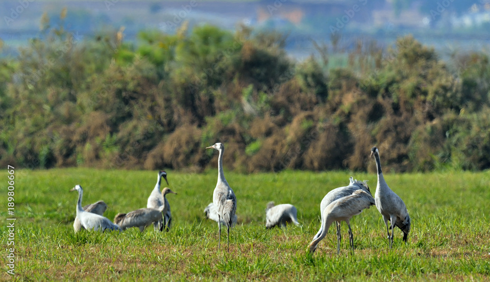 Fototapeta premium Cranes in a field foraging. Common Crane, Grus grus, in the natural habitat.
