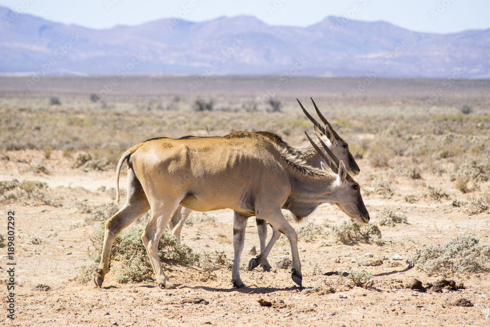 Naklejka premium Safari