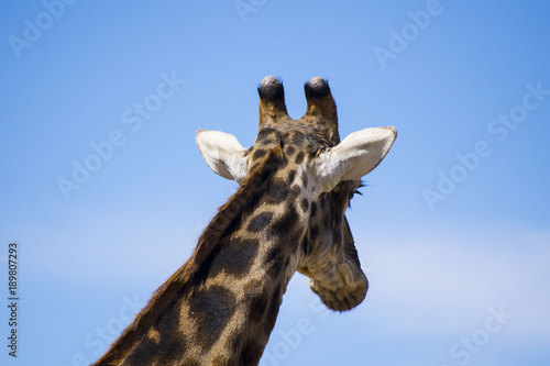 Photography Giraffe