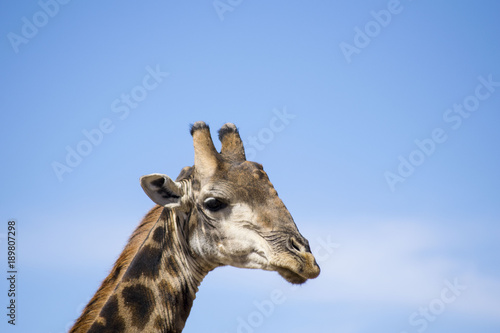 Giraffe © Danielle