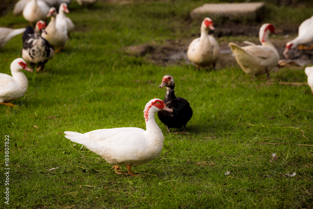 Muscovy ducks roaming on the grass in Organic Farm in Thailand. Beautiful male Muscovy duck. Close up. Muscovy ducks roaming on the grass in Organic Farm in Thailand. Beautiful male Muscovy duck. Close up.