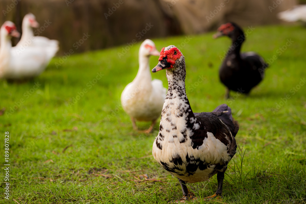 Muscovy ducks roaming on the grass in Organic Farm in Thailand. Beautiful male Muscovy duck. Close up. Muscovy ducks roaming on the grass in Organic Farm in Thailand. Beautiful male Muscovy duck. Close up.