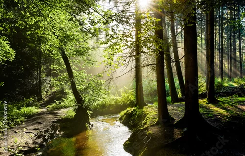 Obraz piękny wschód słońca w lesie ze strumykiem